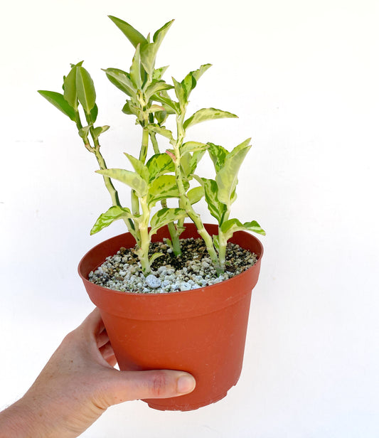 Devil’s Backbone (Variegated Form) –  Pedilanthus tithymaloides -  Grown in Elfin Forest, California