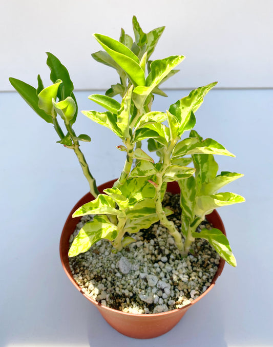 Devil’s Backbone (Variegated Form) –  Pedilanthus tithymaloides -  Grown in Elfin Forest, California