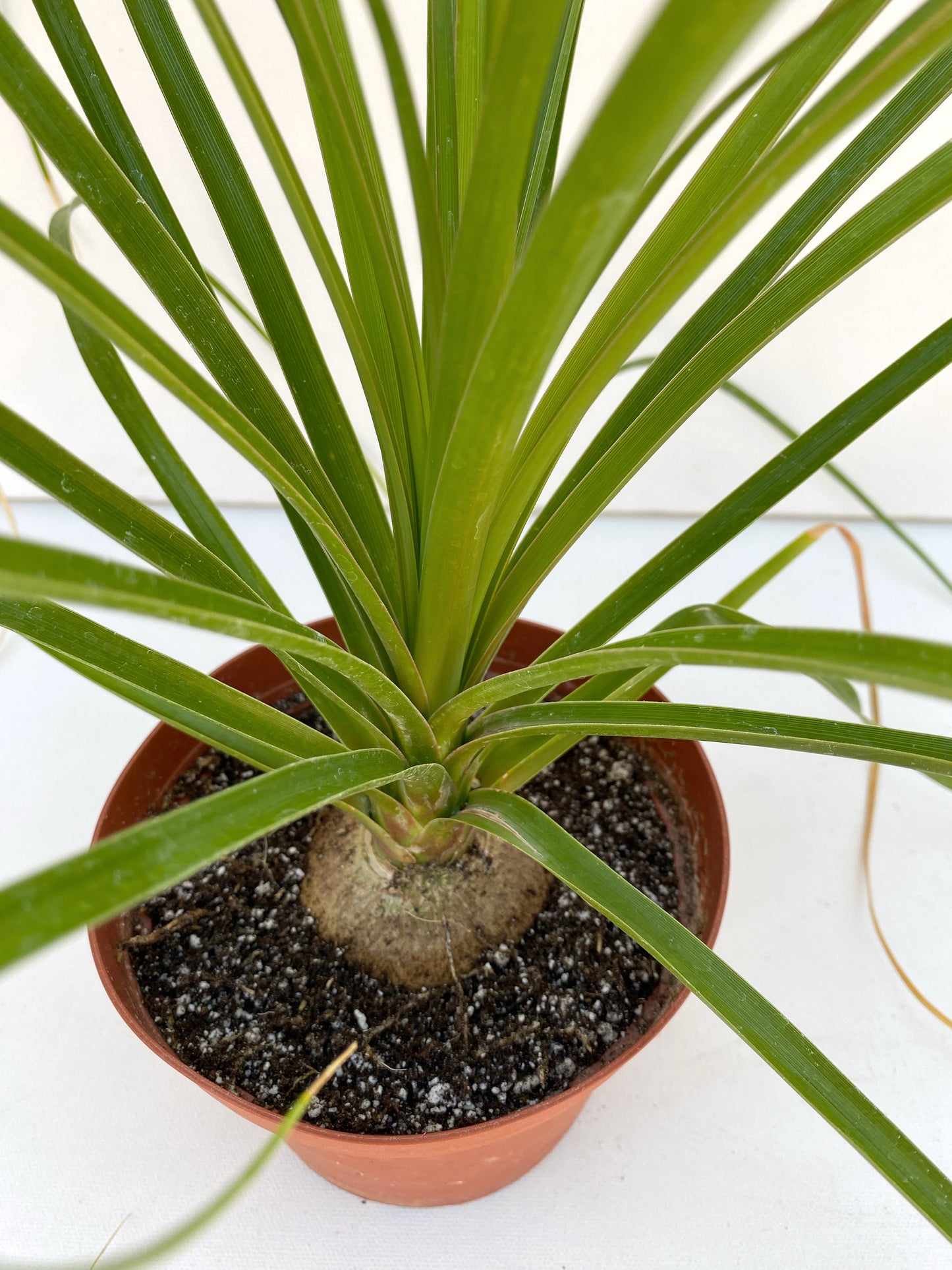 Ponytail Palm (Beaucarnea recurvata) | Elephant's Foot Tree - Grown in Elfin Forest, California