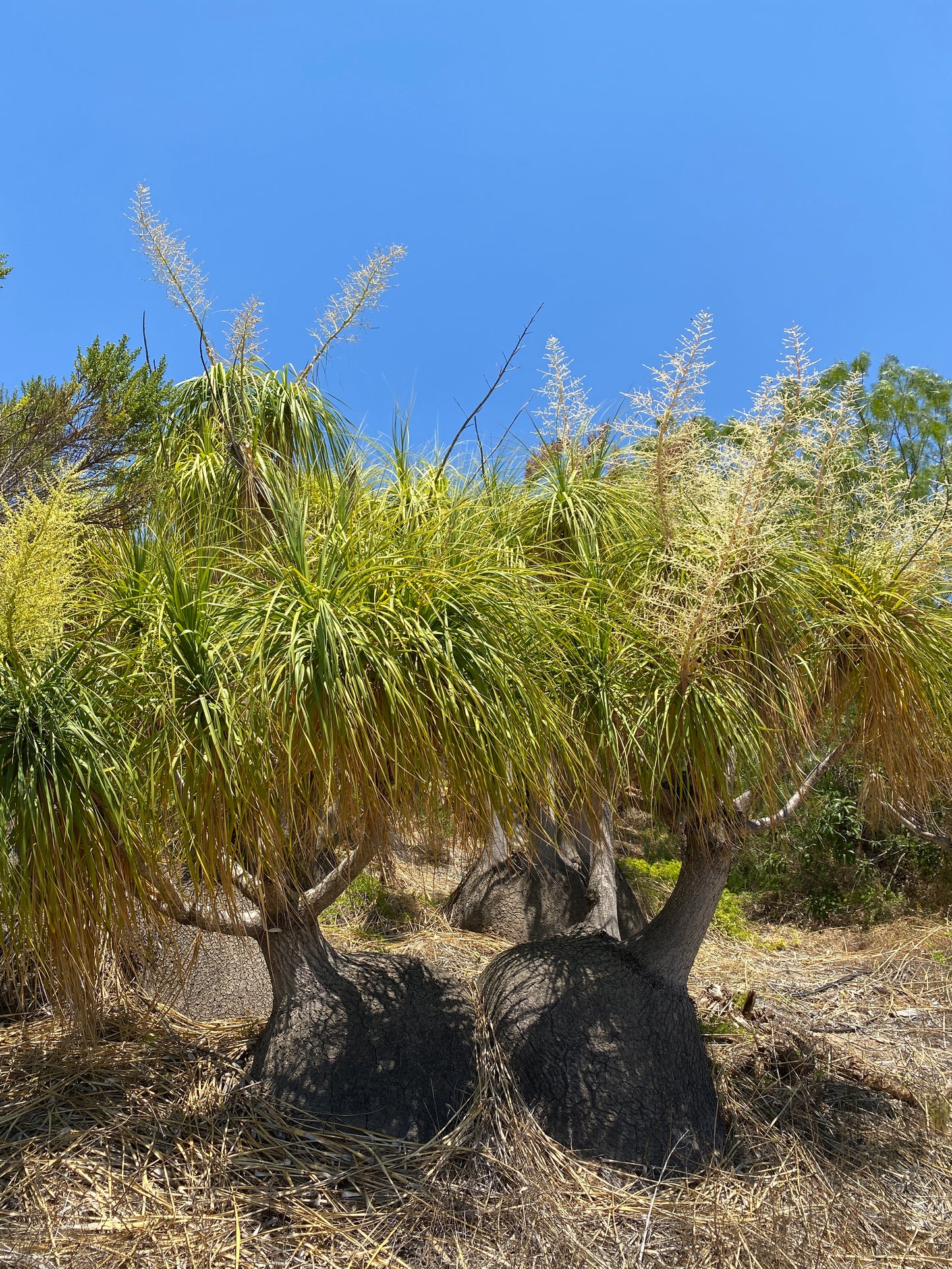 Ponytail Palm (Beaucarnea recurvata) | Elephant's Foot Tree - Grown in Elfin Forest, California