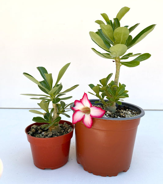 Adenium obesum Picotee – Desert Rose (Red & White Bicolor) – Grown in Elfin Forest, California