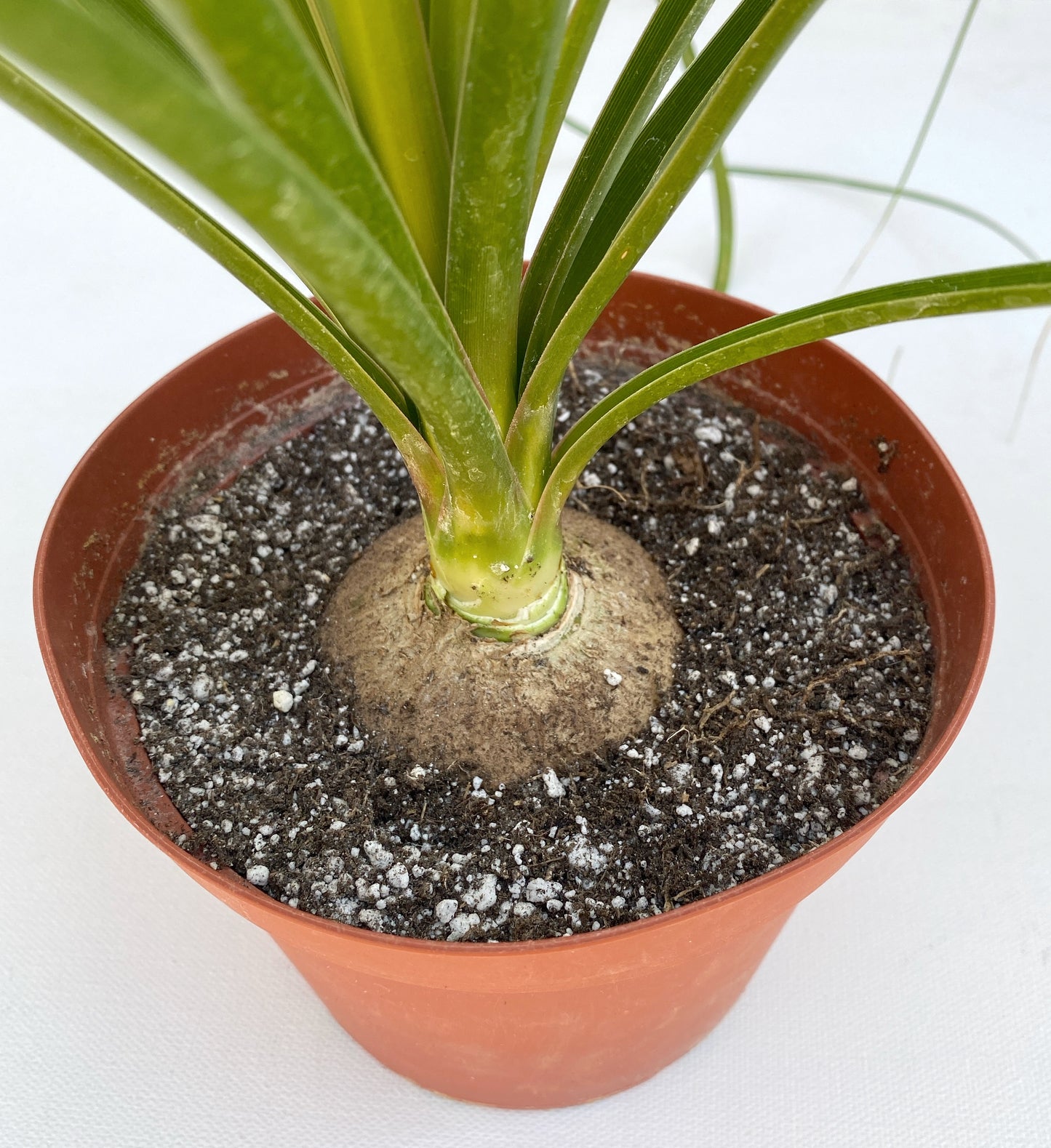 Ponytail Palm (Beaucarnea recurvata) | Elephant's Foot Tree - Grown in Elfin Forest, California