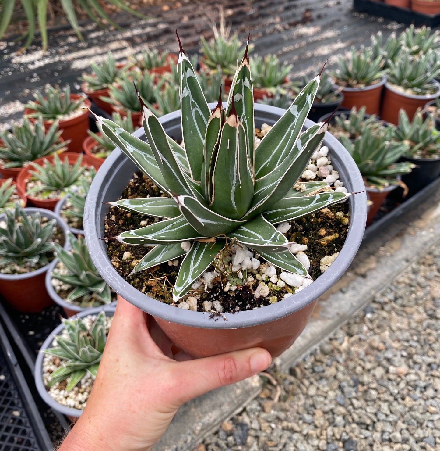 Queen Victoria Agave (Agave victoriae-reginae) – Jewel of the Agaves – Grown in Elfin Forest, California