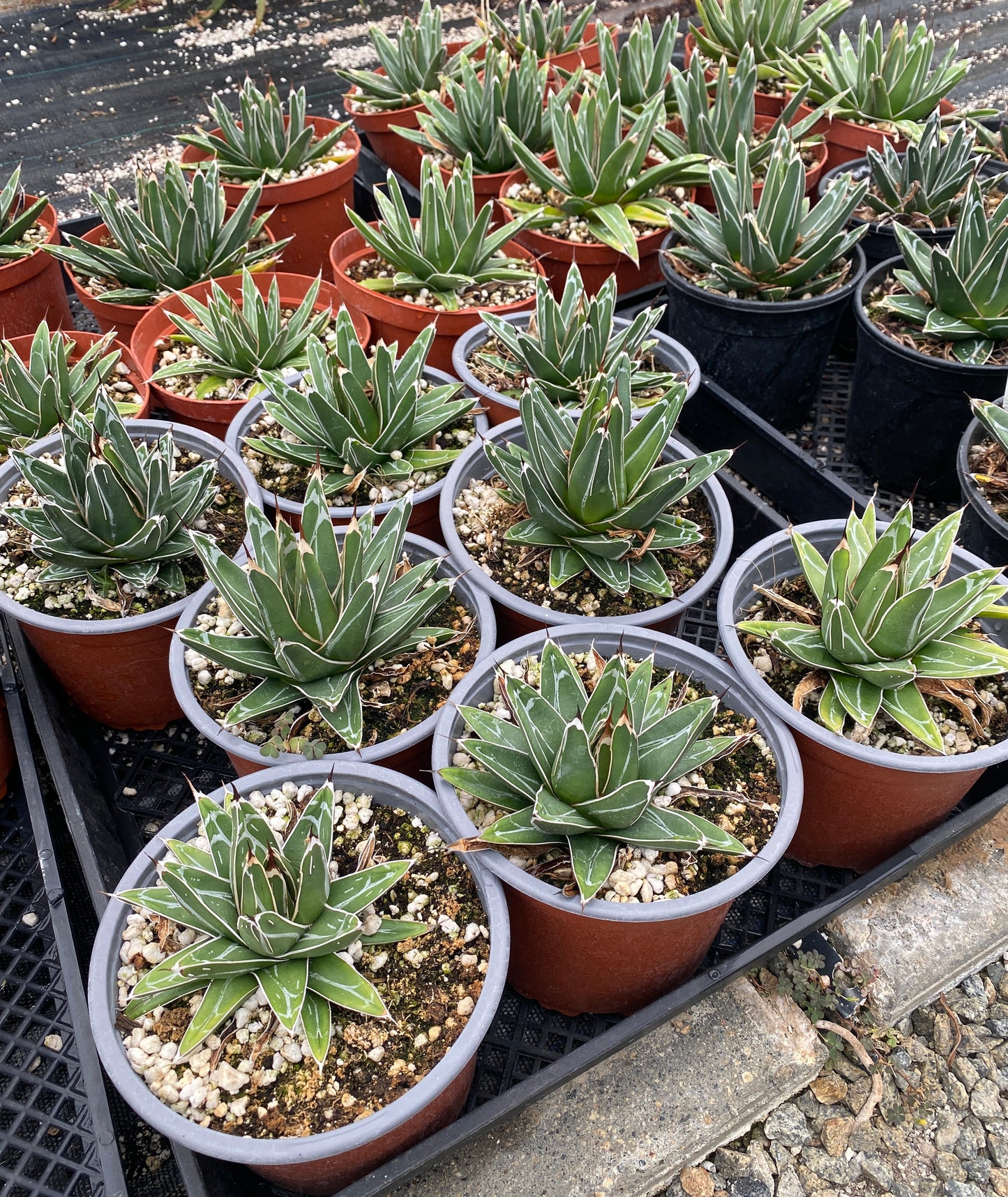 Queen Victoria Agave (Agave victoriae-reginae) – Jewel of the Agaves – Grown in Elfin Forest, California