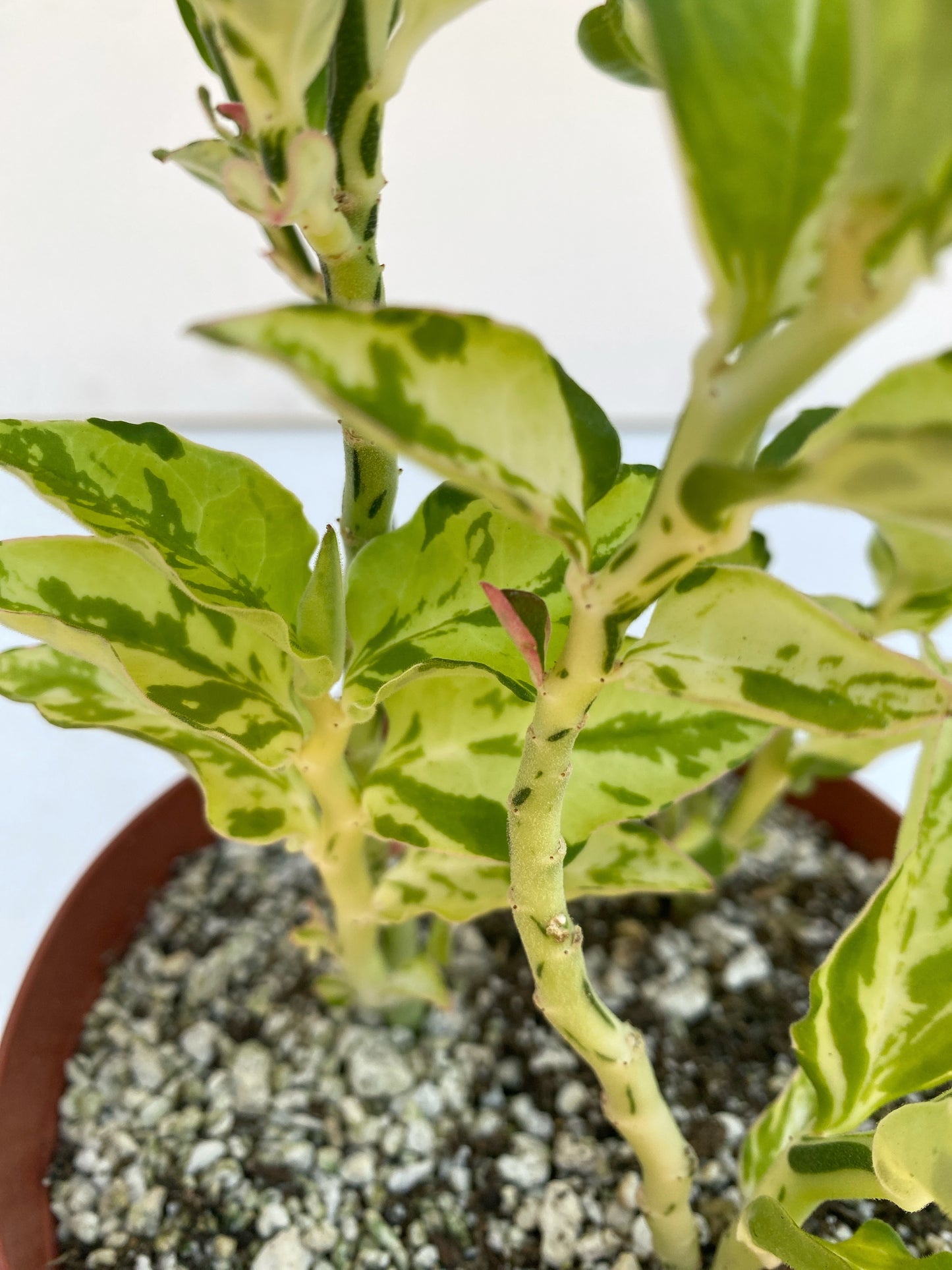 Devil’s Backbone (Variegated Form) –  Pedilanthus tithymaloides -  Grown in Elfin Forest, California
