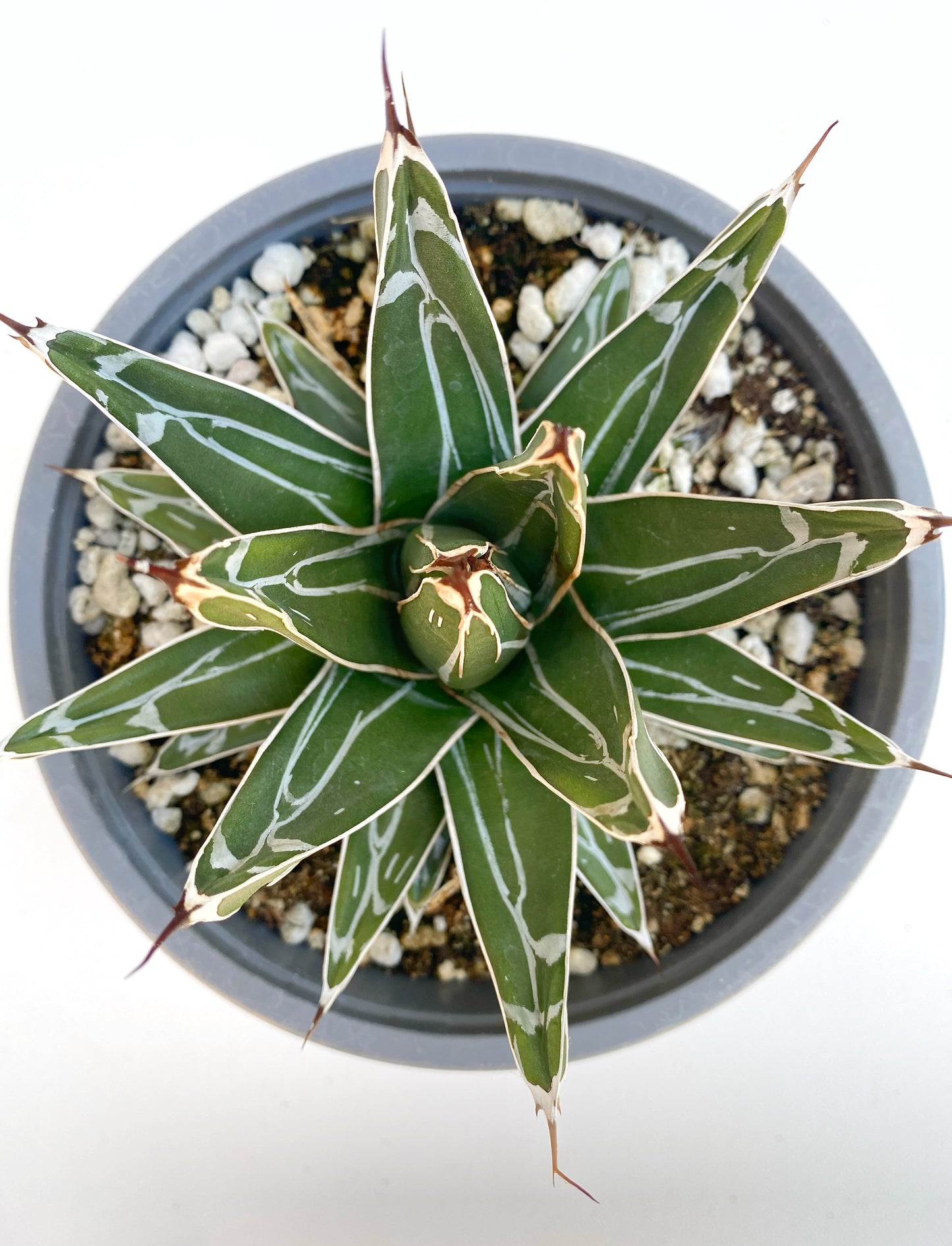 Queen Victoria Agave (Agave victoriae-reginae) – Jewel of the Agaves – Grown in Elfin Forest, California