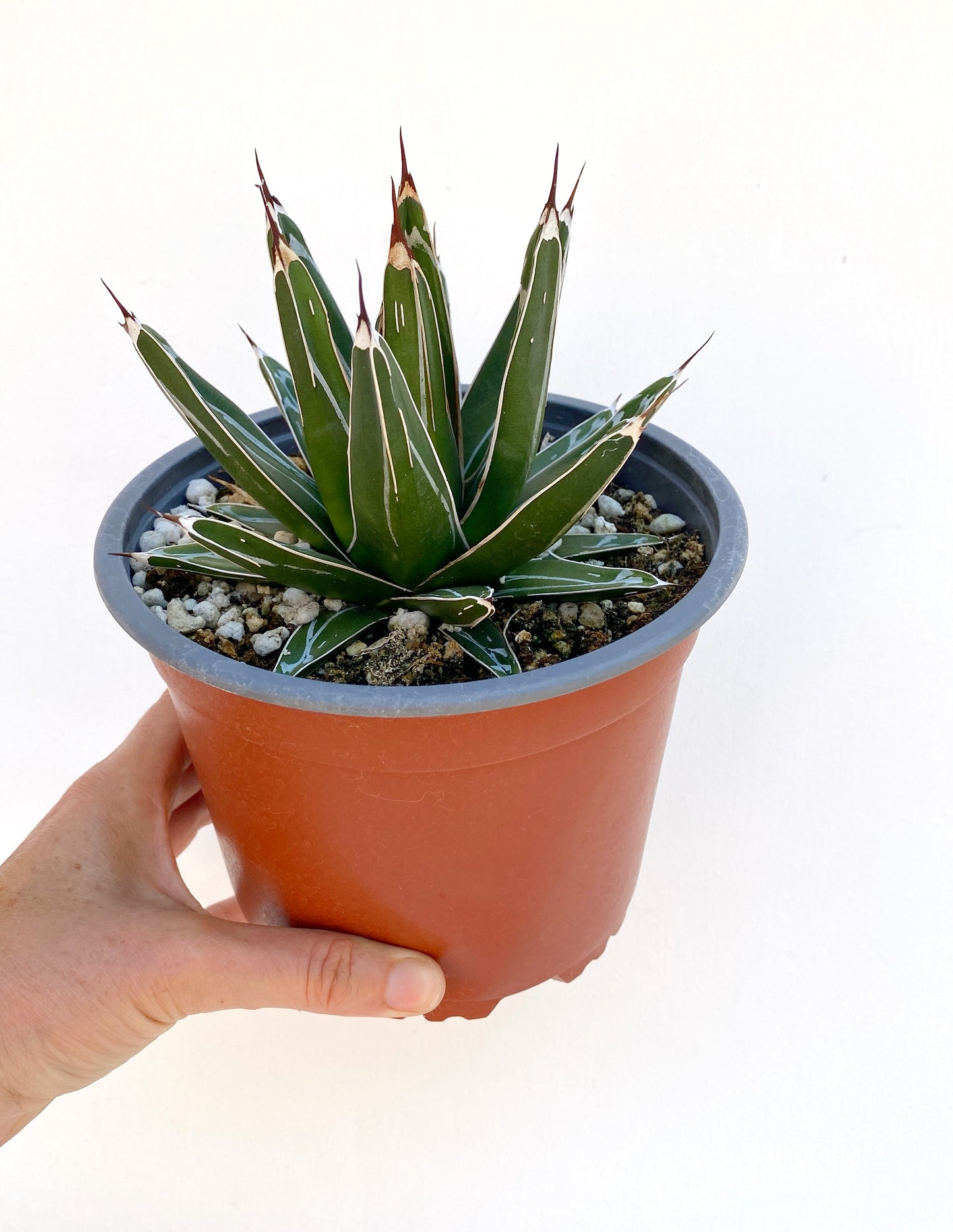 Queen Victoria Agave (Agave victoriae-reginae) – Jewel of the Agaves – Grown in Elfin Forest, California