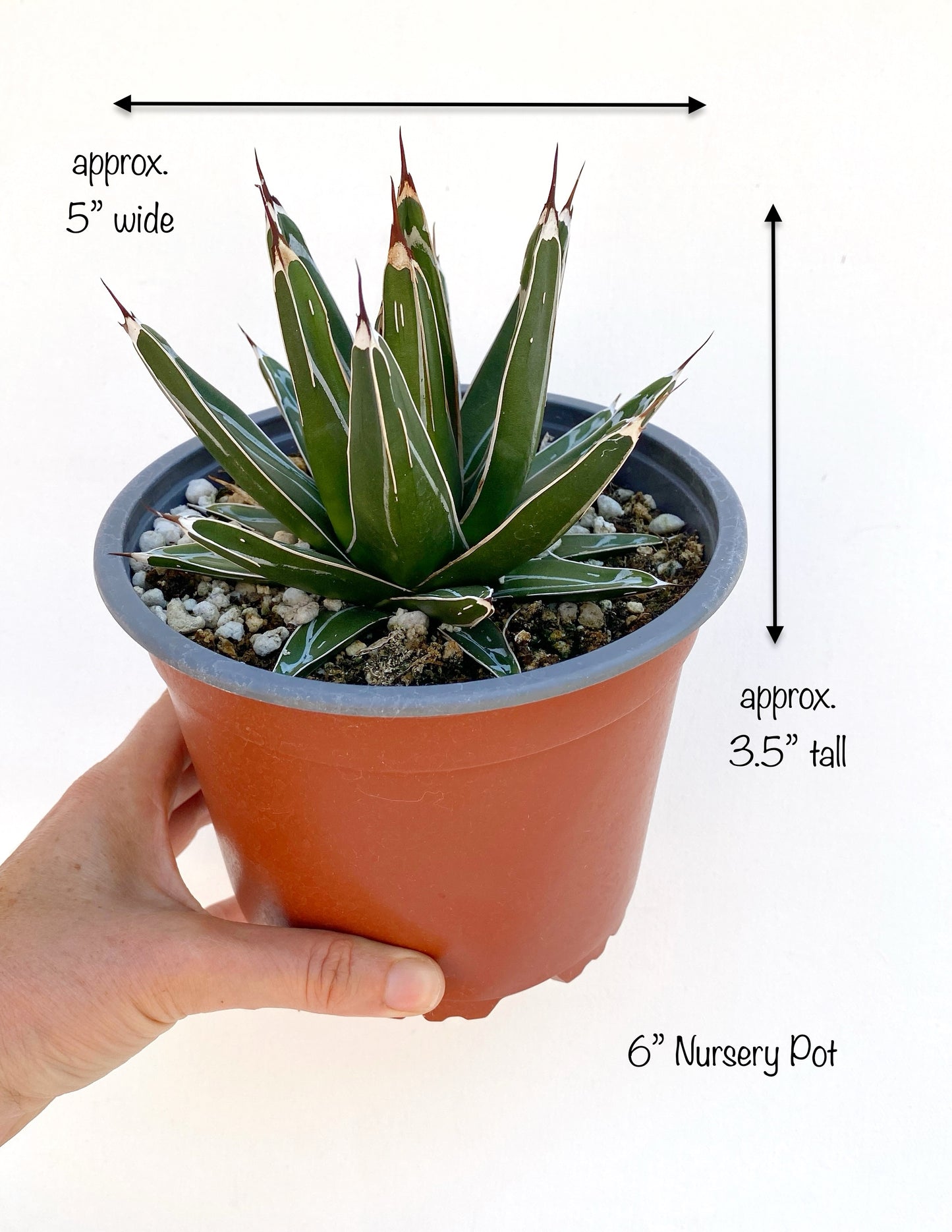 Queen Victoria Agave (Agave victoriae-reginae) – Jewel of the Agaves – Grown in Elfin Forest, California
