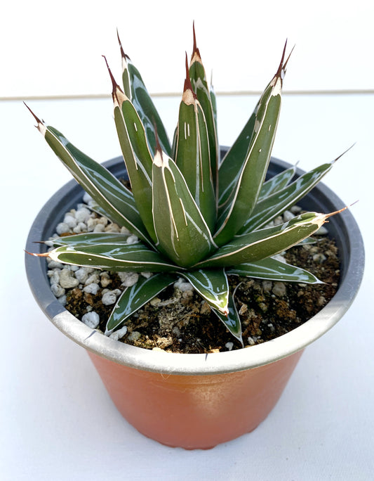 Queen Victoria Agave (Agave victoriae-reginae) – Jewel of the Agaves – Grown in Elfin Forest, California