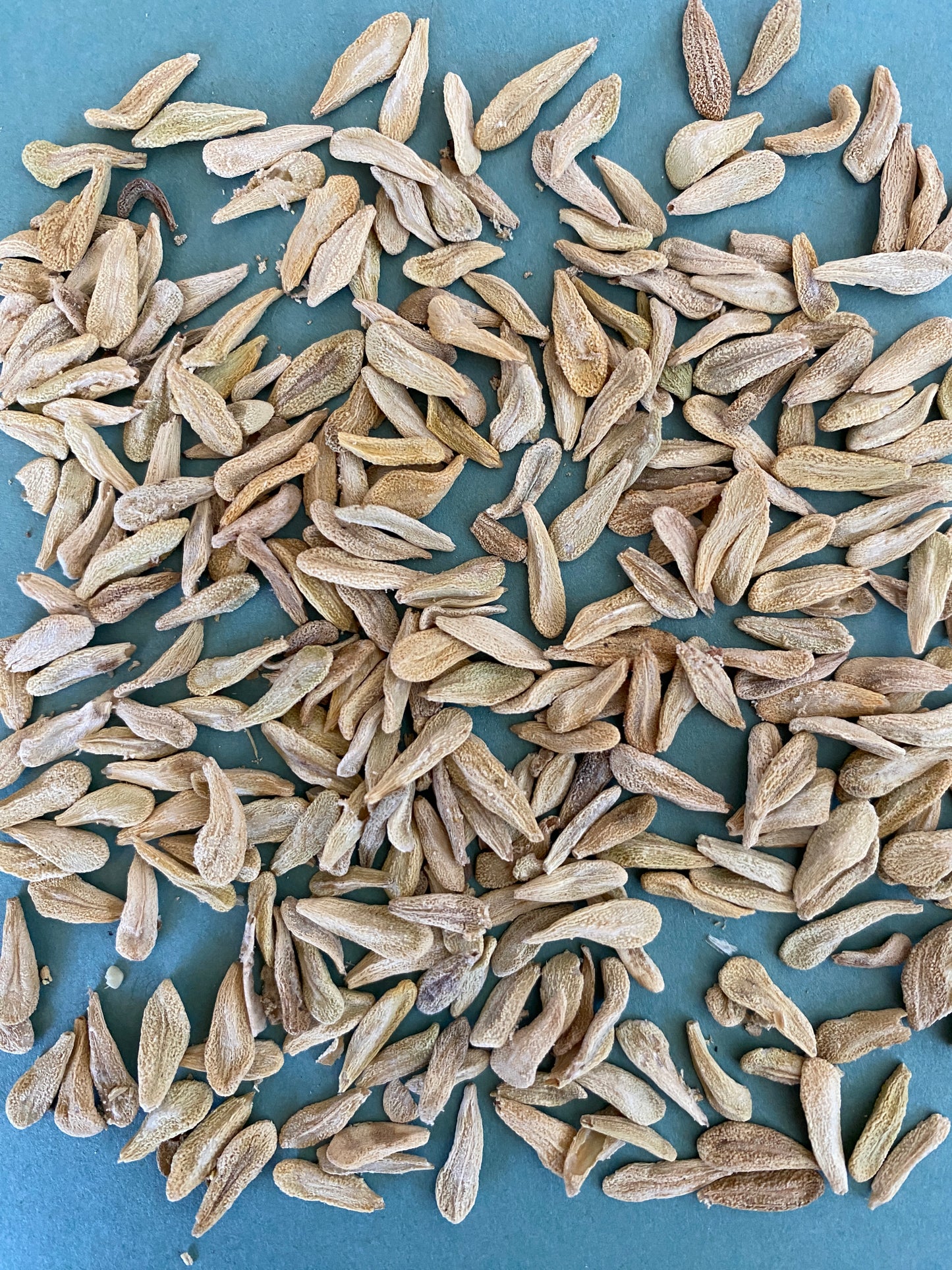 Pachypodium lamerei (Madagascar Palm) - 1,000 Seeds - Wholesale Bulk - Grown in Elfin Forest, California