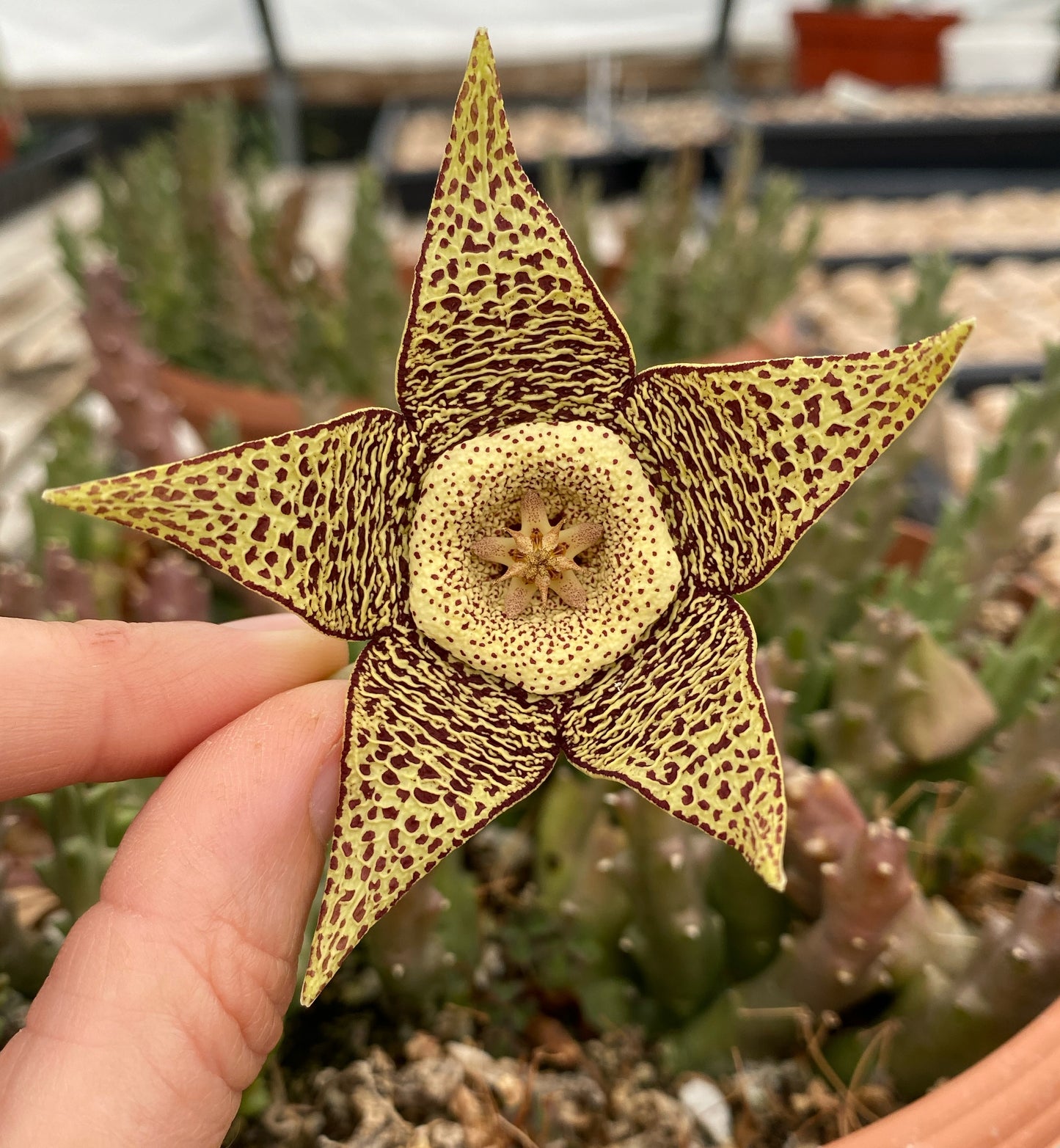 Stapelia variegata (Starfish Flower) – Unique Succulent with Mottled Star Blooms – Grown in Elfin Forest, California