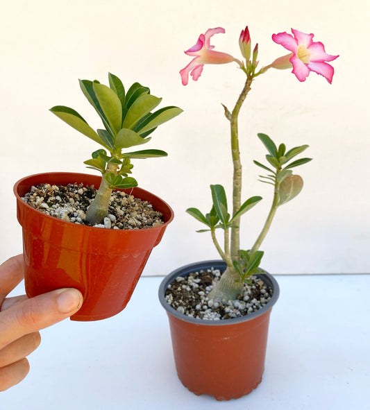 Adenium obesum – Desert Rose (Pink & White Bicolor) – Grown in Elfin Forest, California