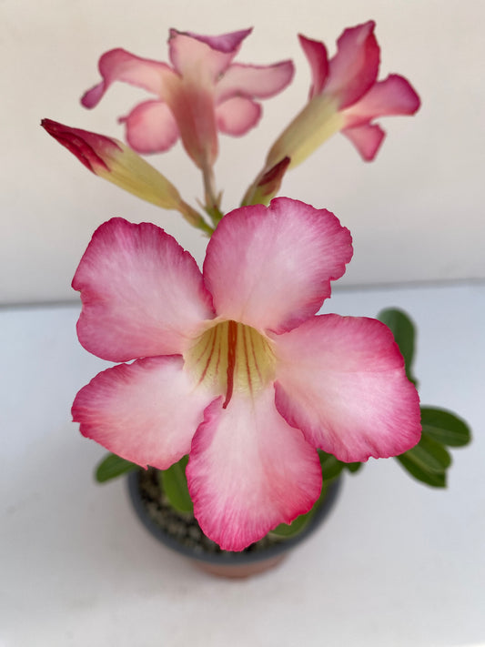 Adenium obesum – Desert Rose (Pink & White Bicolor) – Grown in Elfin Forest, California