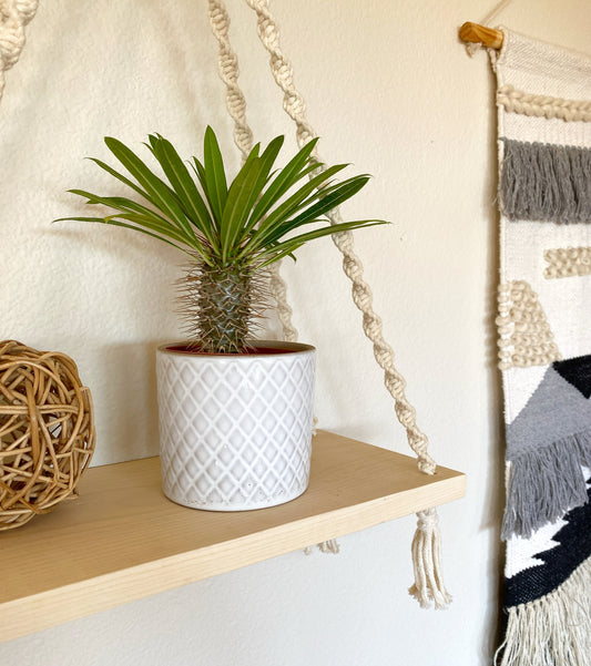 Mini Palm in White Ceramic Pot – Cute Live Plant Gift – Madagascar Palm