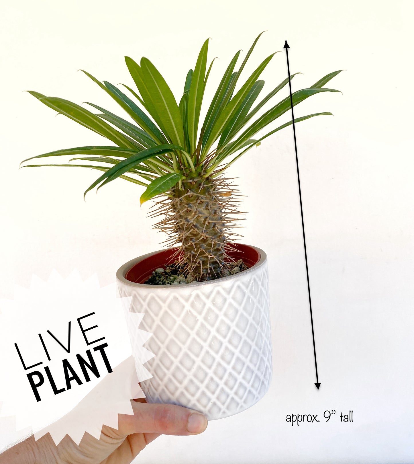 Mini Palm in White Ceramic Pot – Cute Live Plant Gift – Madagascar Palm