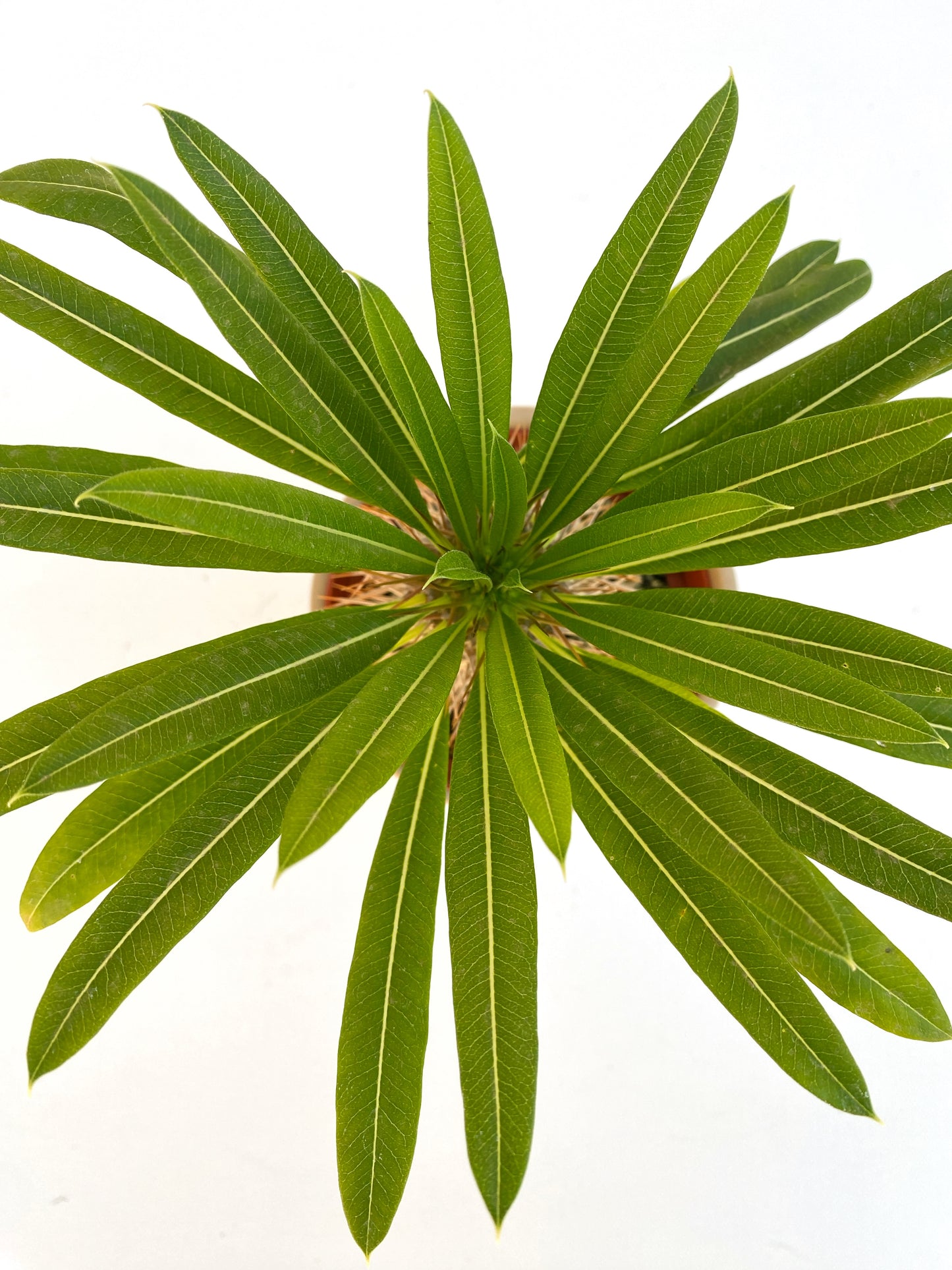 Mini Palm in White Ceramic Pot – Cute Live Plant Gift – Madagascar Palm