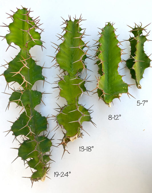 Euphorbia grandicornis – Cow’s Horn Euphorbia Cuttings – Grown in Elfin Forest, California
