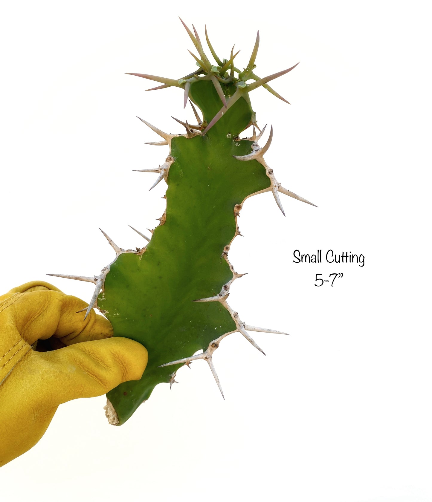 Euphorbia grandicornis – Cow’s Horn Euphorbia Cuttings – Grown in Elfin Forest, California