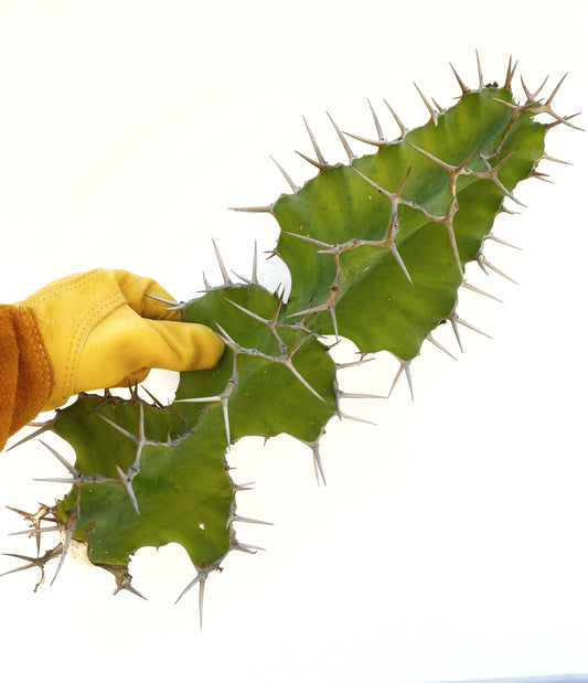 Euphorbia grandicornis – Cow’s Horn Euphorbia Cuttings – Grown in Elfin Forest, California