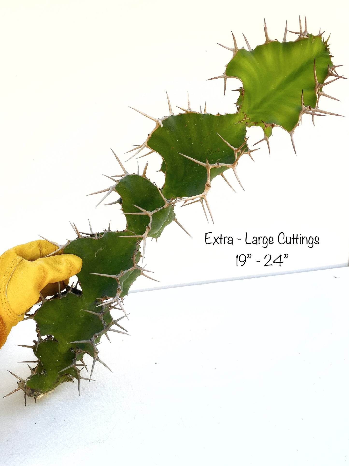 Euphorbia grandicornis – Cow’s Horn Euphorbia Cuttings – Grown in Elfin Forest, California
