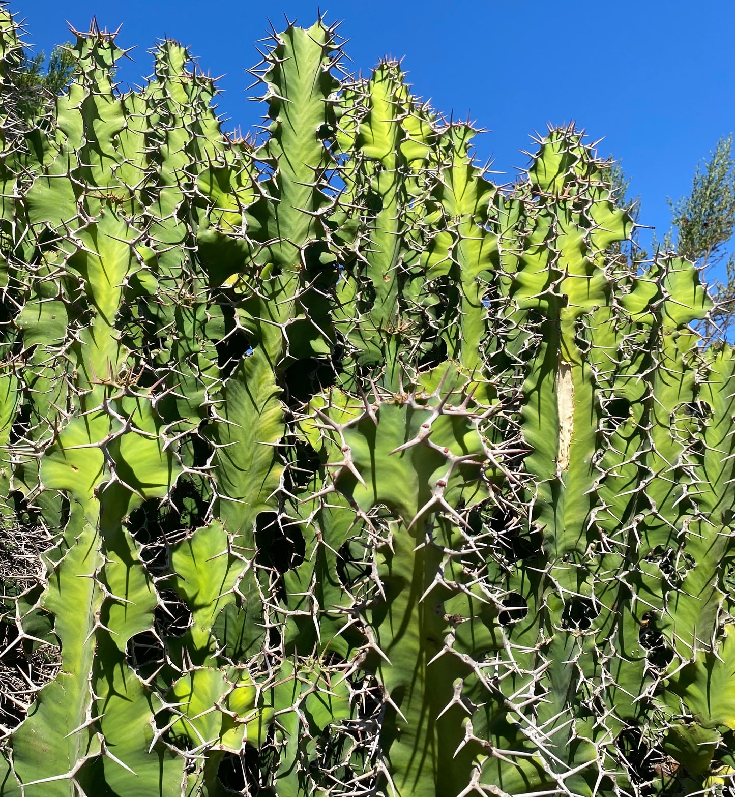 Euphorbia grandicornis – Cow’s Horn Euphorbia Cuttings – Grown in Elfin Forest, California