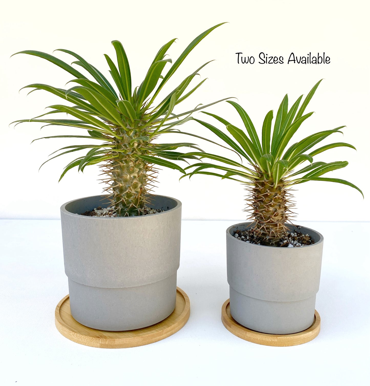 Mini Madagascar Palm – Live Plant in Eco Concrete-Look Planter with Bamboo Tray – Perfect Gift
