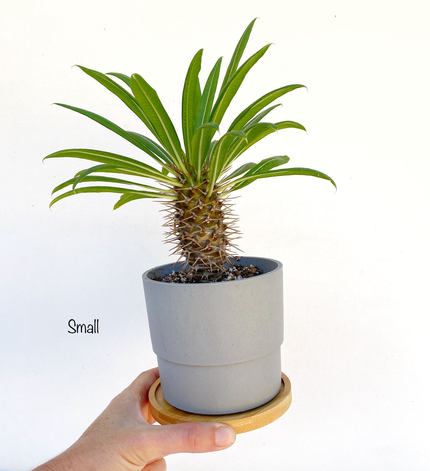 Mini Madagascar Palm – Live Plant in Eco Concrete-Look Planter with Bamboo Tray – Perfect Gift