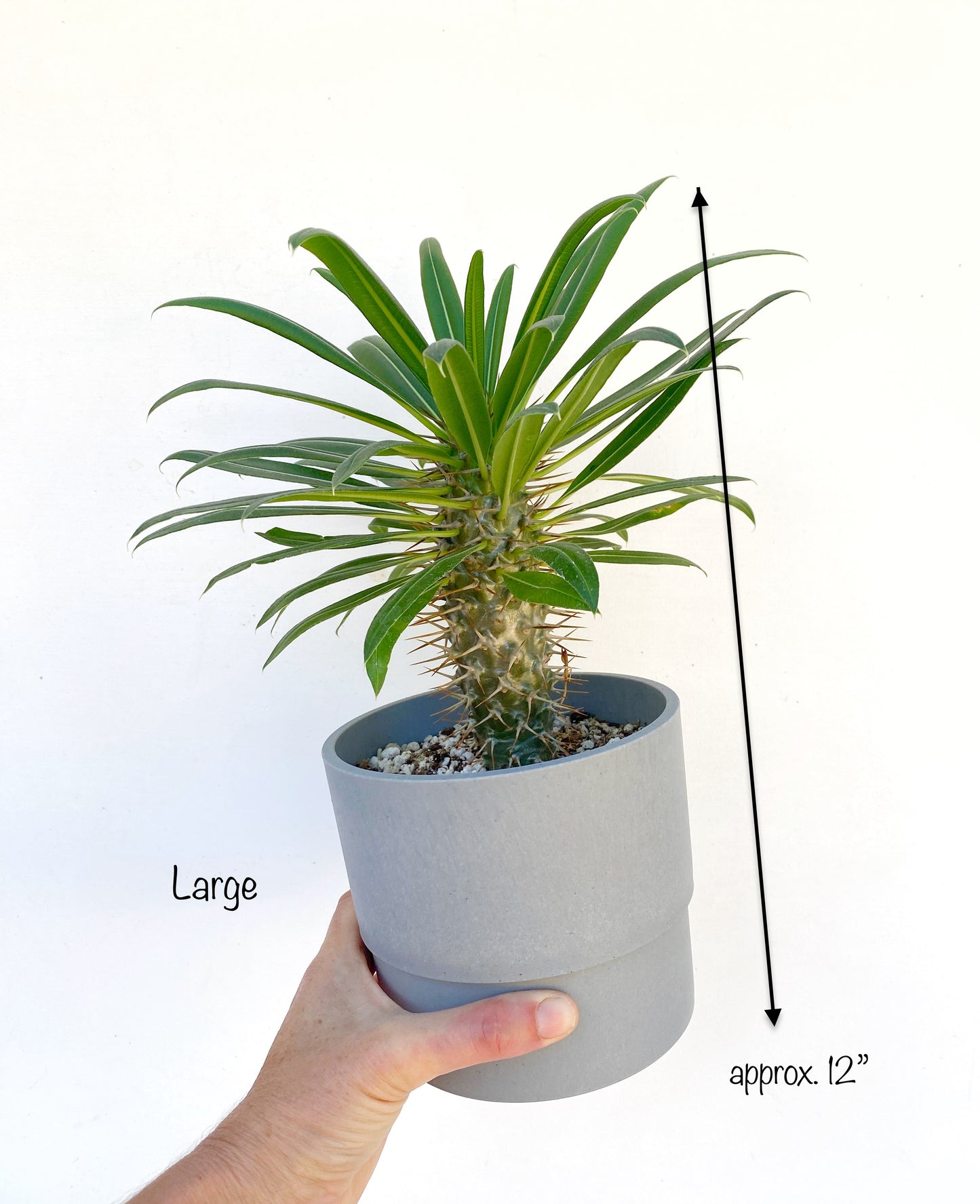 Mini Madagascar Palm – Live Plant in Eco Concrete-Look Planter with Bamboo Tray – Perfect Gift