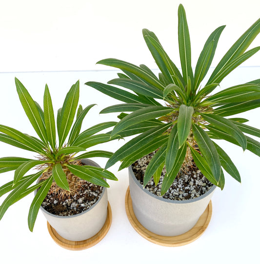 Mini Madagascar Palm – Live Plant in Eco Concrete-Look Planter with Bamboo Tray – Perfect Gift