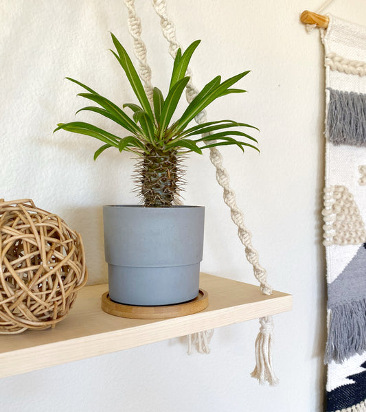 Mini Madagascar Palm – Live Plant in Eco Concrete-Look Planter with Bamboo Tray – Perfect Gift