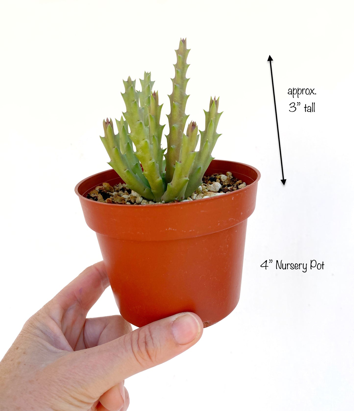 Stapelia variegata (Starfish Flower) – Unique Succulent with Mottled Star Blooms – Grown in Elfin Forest, California