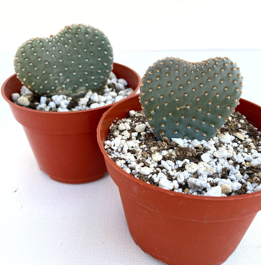 Heart Cactus (Opuntia sp.) – Rare Heart-Shaped Prickly Pear– Grown in Elfin Forest, California