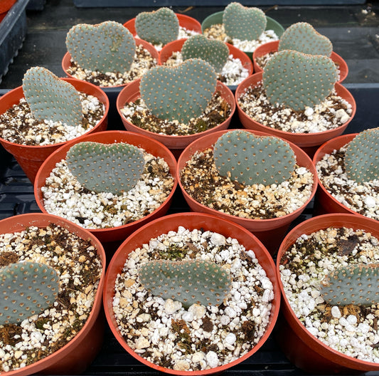 Heart Cactus (Opuntia sp.) – Rare Heart-Shaped Prickly Pear– Grown in Elfin Forest, California