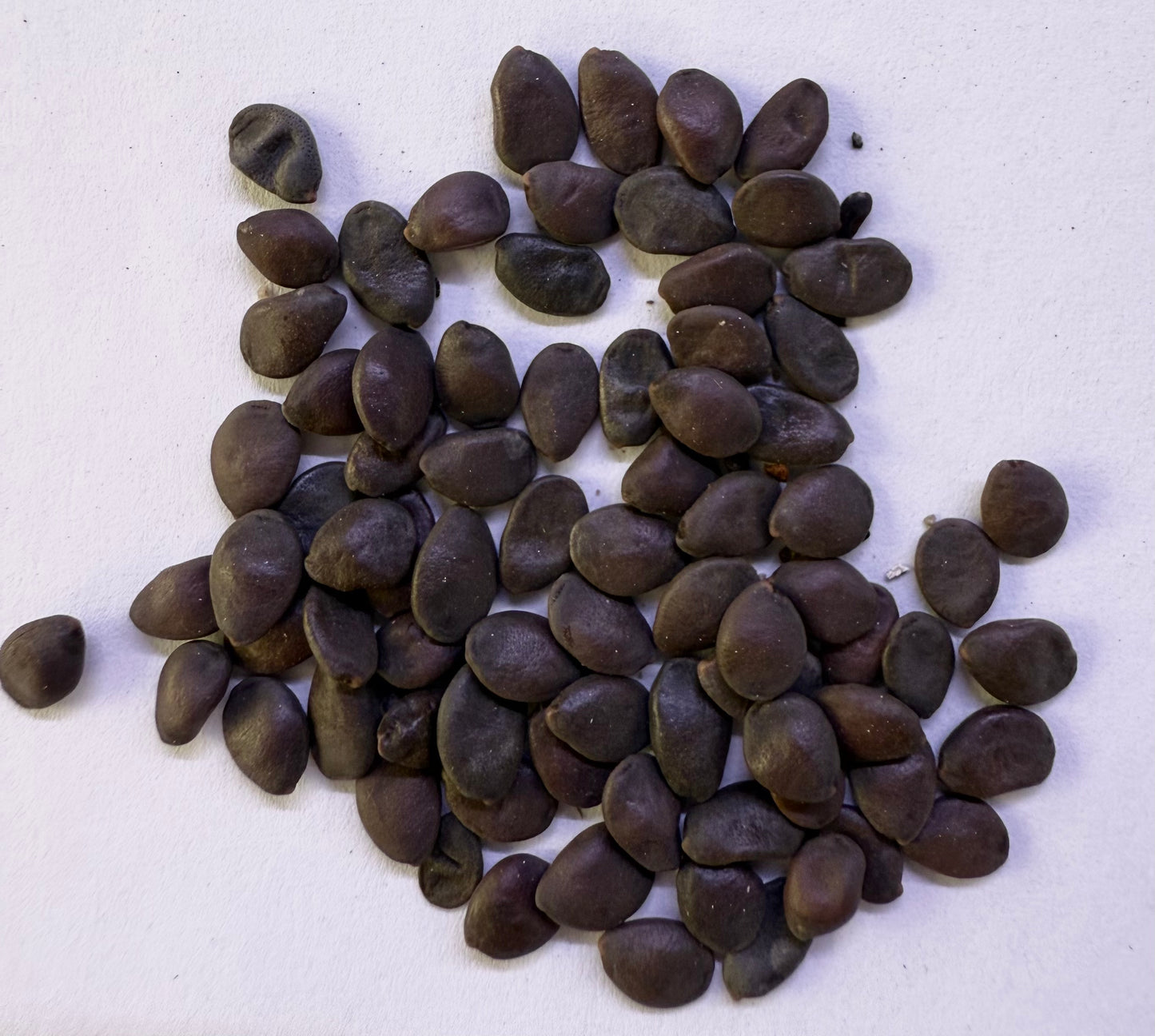 Cercis occidentalis (Western Redbud) - 1,000 Seeds - Wholesale Bulk