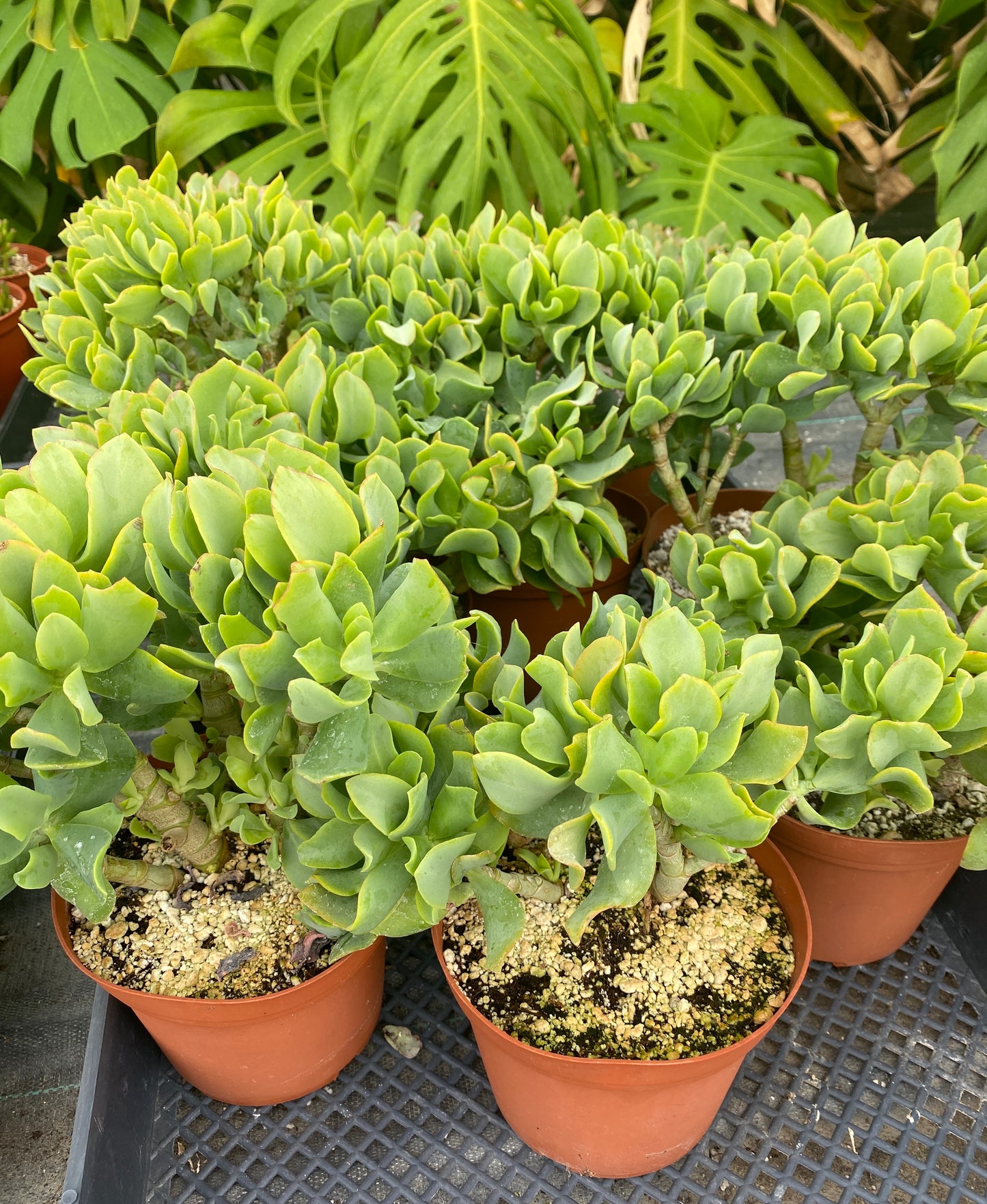 Crassula Blue Waves – Jade Succulent Variety – Grown in Elfin Forest, California