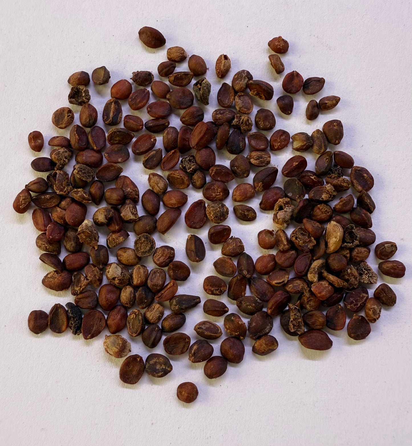 Heteromeles arbutifolia (Toyon / California Holly) - 1,000 Seeds - Wholesale Bulk