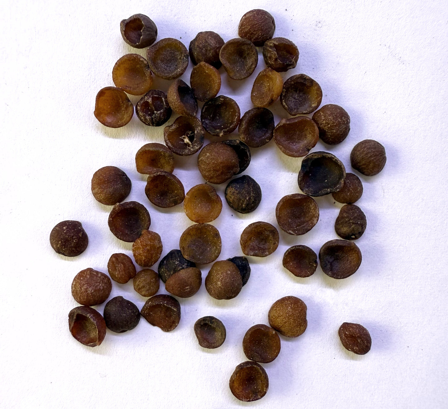 Nandina domestica (Heavenly Bamboo) - 1,000 Seeds - Wholesale Bulk