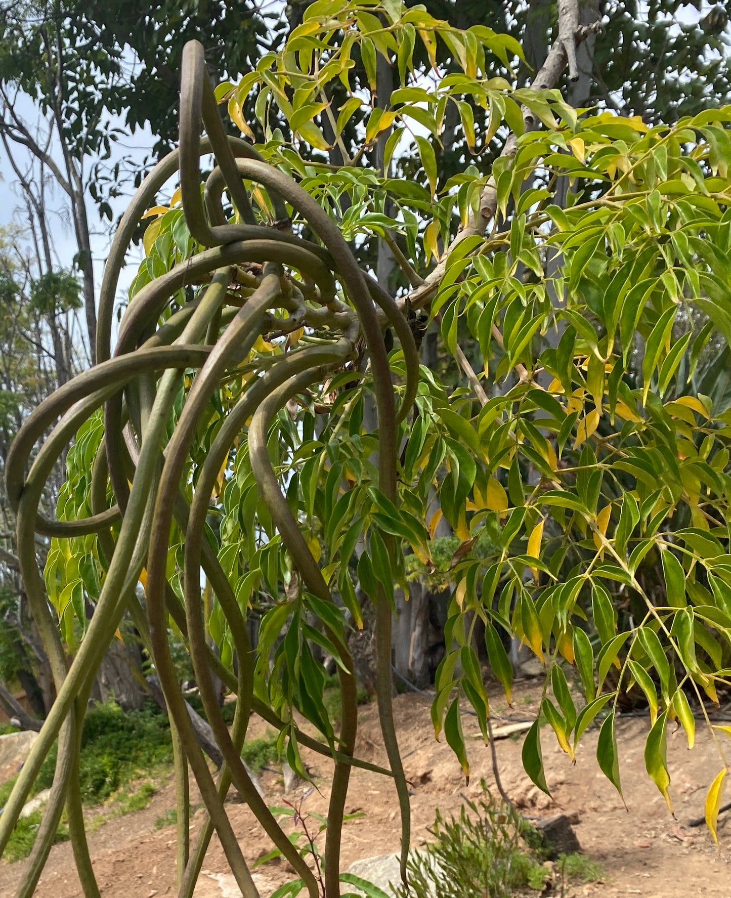 Radermachera sinica (China Doll Tree) - 1,000 Seeds - Wholesale Bulk - Grown in Elfin Forest, California