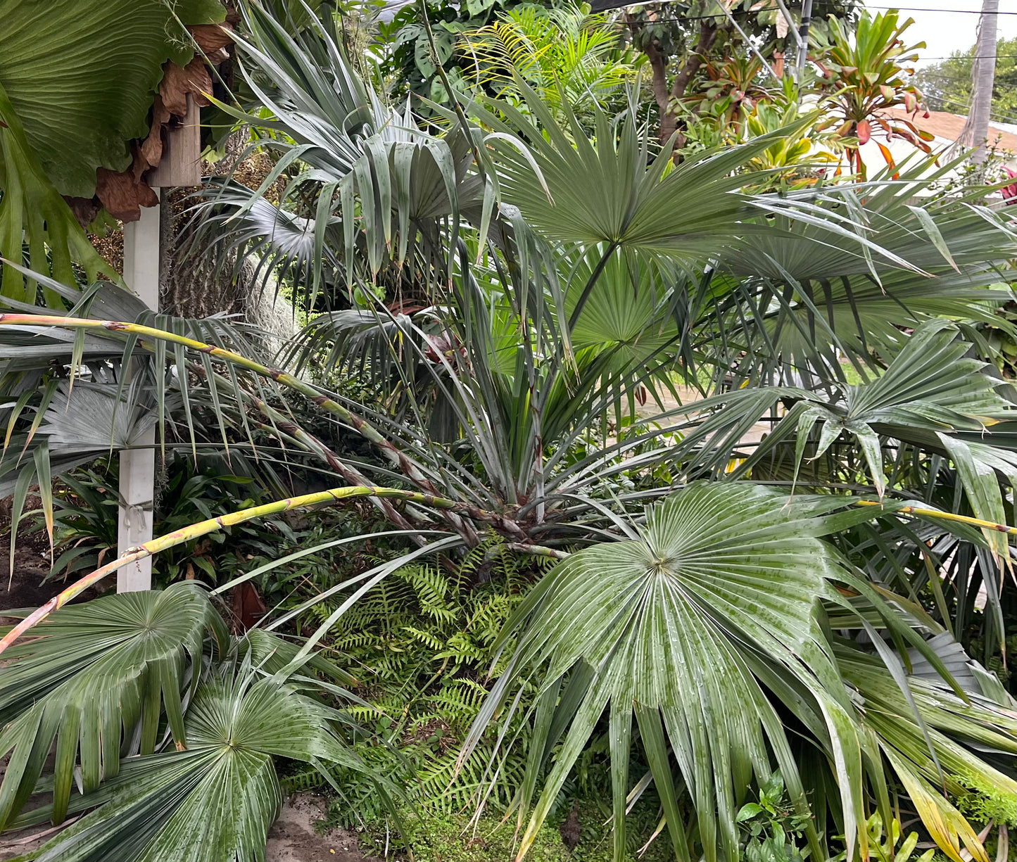 Brahea moorei (Moore’s Palm) - 1,000 Seeds - Wholesale Bulk