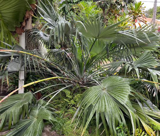 Brahea moorei (Moore’s Palm) - 1,000 Seeds - Wholesale Bulk
