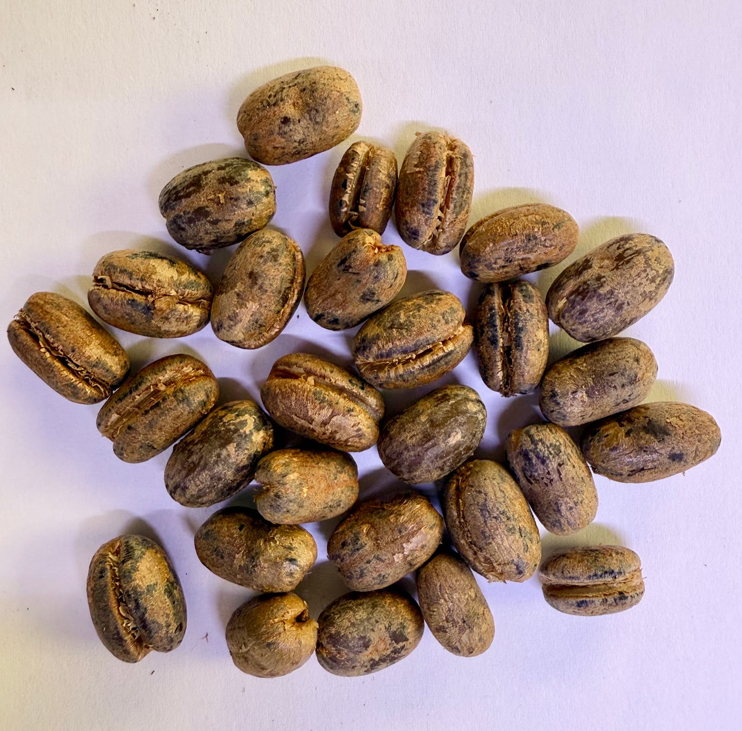 Phoenix canariensis (Canary Island Date Palm) - 1,000 Seeds - Wholesale Bulk