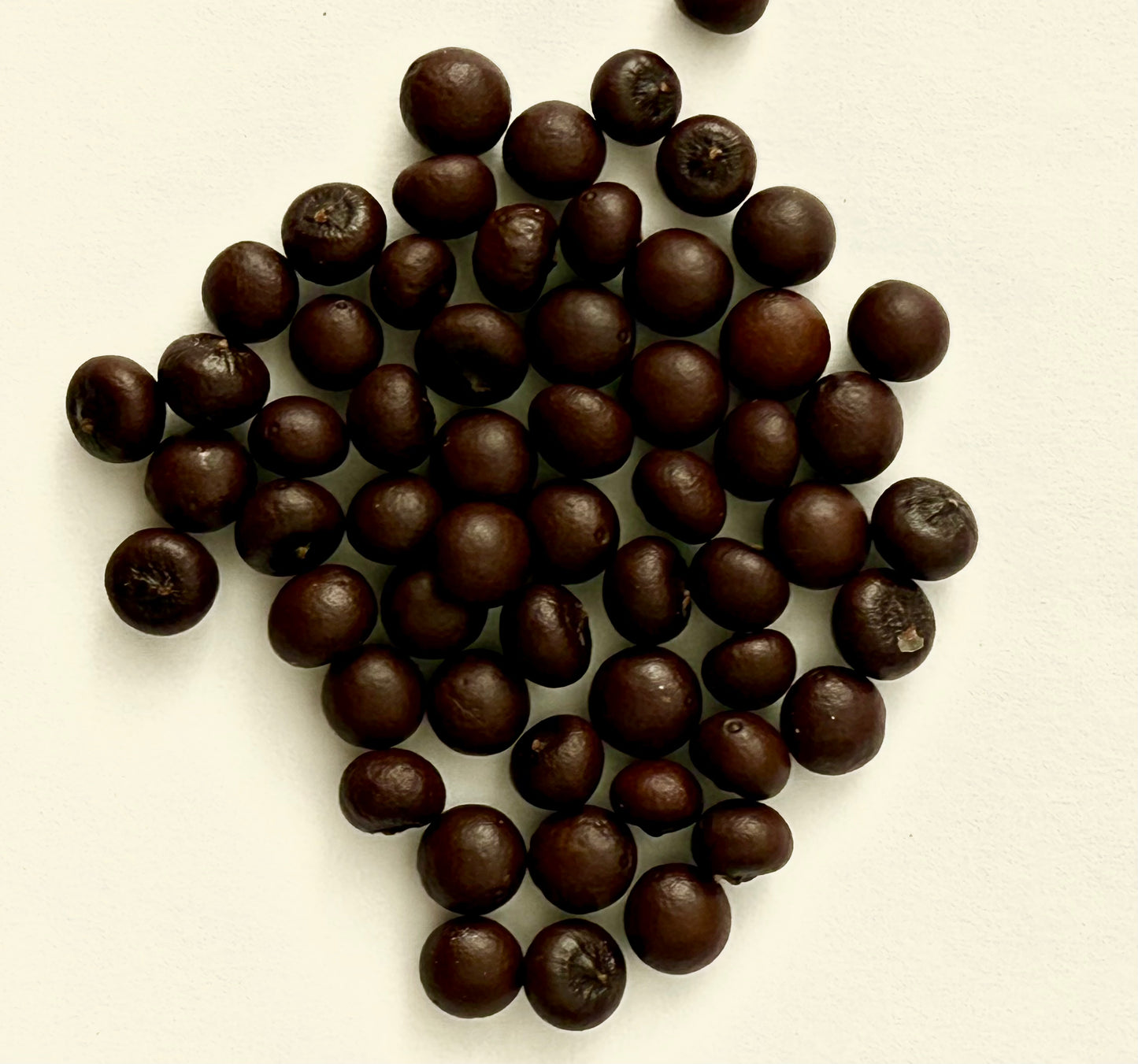 Sabal minor (Dwarf Palmetto) - 1,000 Seeds - Wholesale Bulk