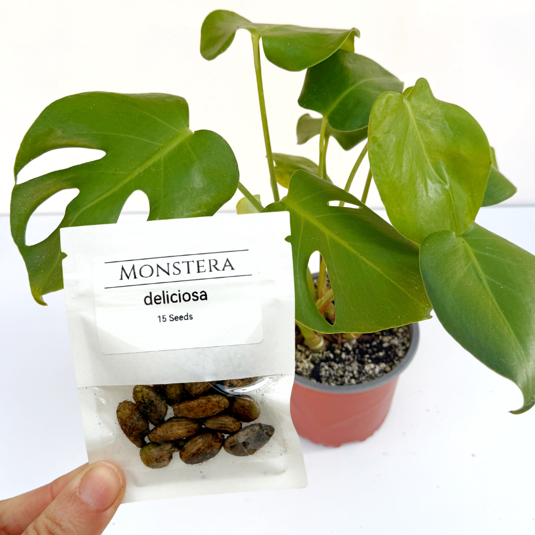 Monstera deliciosa (Swiss Cheese Plant) – Fresh Seeds – Easy to Germinate & Fun to Grow