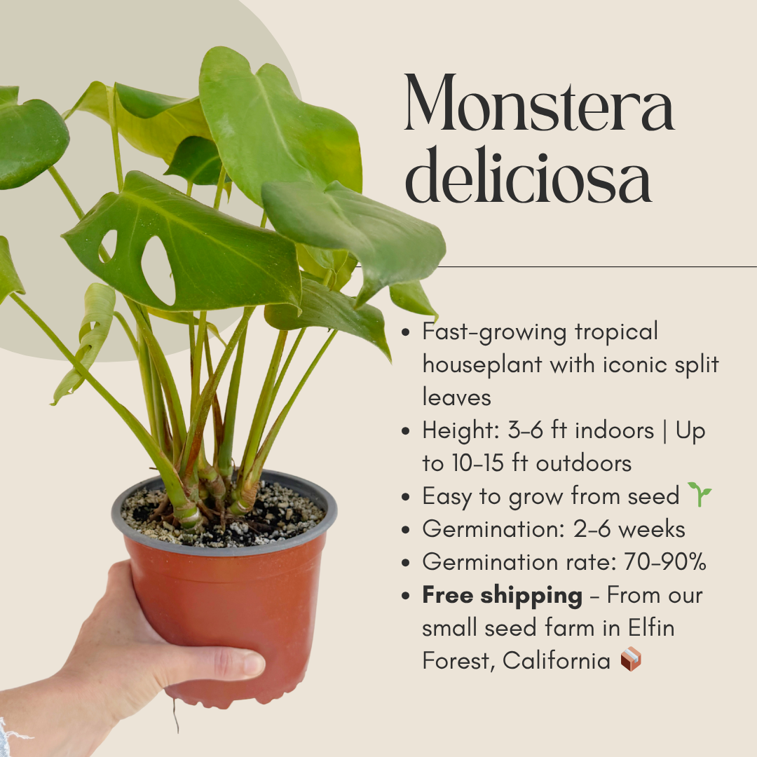Monstera deliciosa (Swiss Cheese Plant) – Fresh Seeds – Easy to Germinate & Fun to Grow