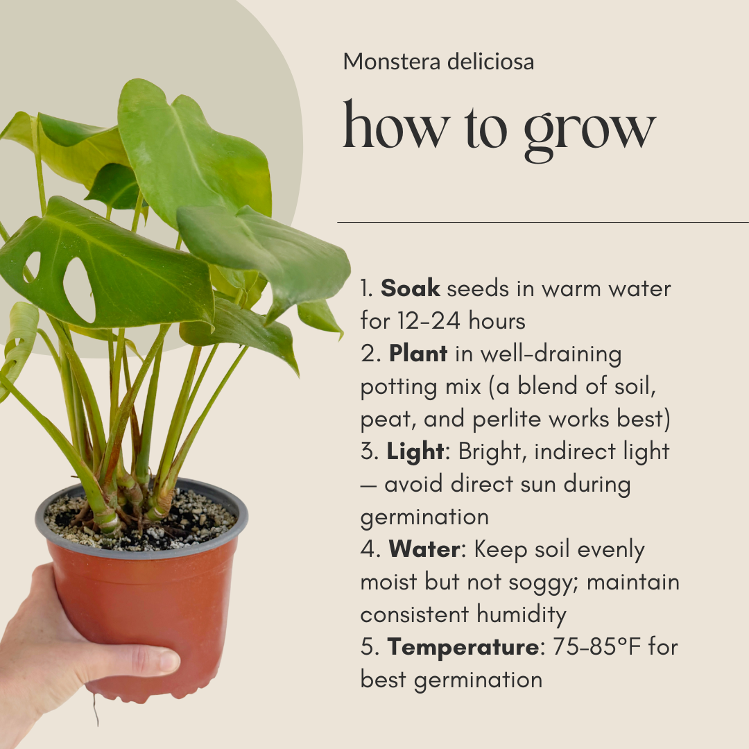 Monstera deliciosa (Swiss Cheese Plant) – Fresh Seeds – Easy to Germinate & Fun to Grow