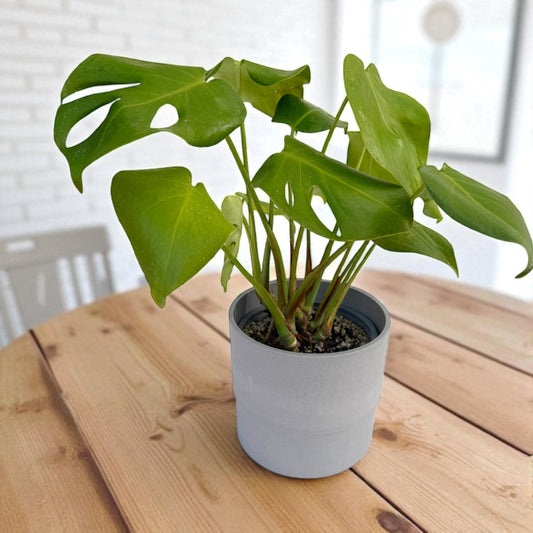 Monstera deliciosa (Swiss Cheese Plant) – Optional Eco Planter – Ready to Gift – Grown in Elfin Forest, California