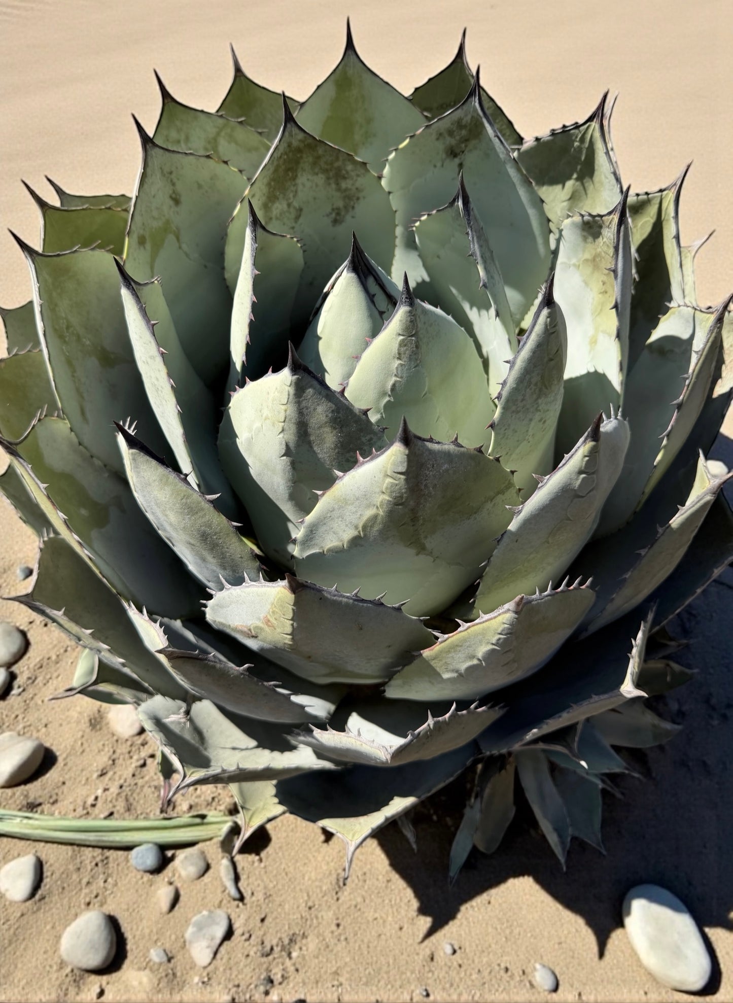 Huachuca Agave (Agave parryi var. huachucensis)  – Blue-Gray Compact Succulent – Cold Hardy Plant -Seed Grown in Elfin Forest, CA