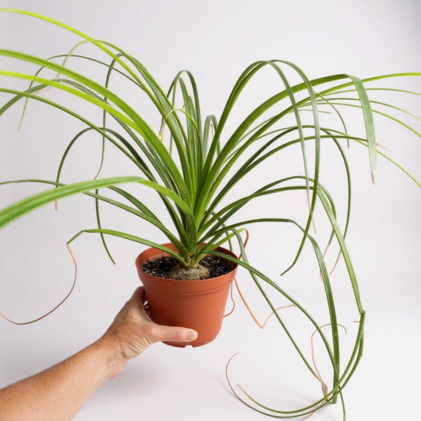 Ponytail Palm (Beaucarnea recurvata) | Elephant's Foot Tree - Grown in Elfin Forest, California
