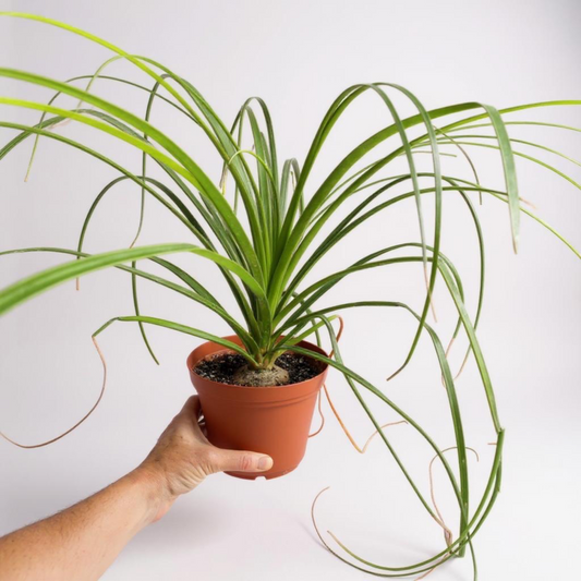 Ponytail Palm (Beaucarnea recurvata) | Elephant's Foot Tree - Grown in Elfin Forest, California