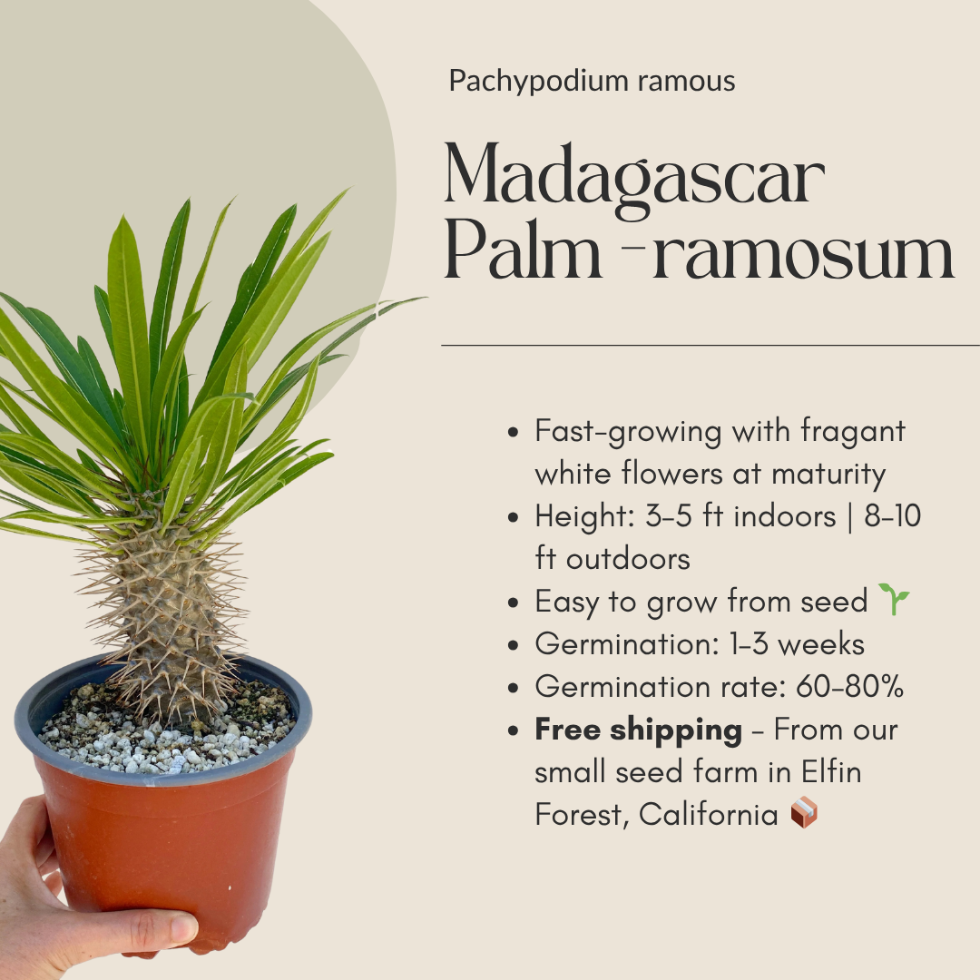 Pachypodium ramosum Seeds (Madagascar Palm) – Exotic Succulent Seeds – Grown in Elfin Forest, California (Copy)